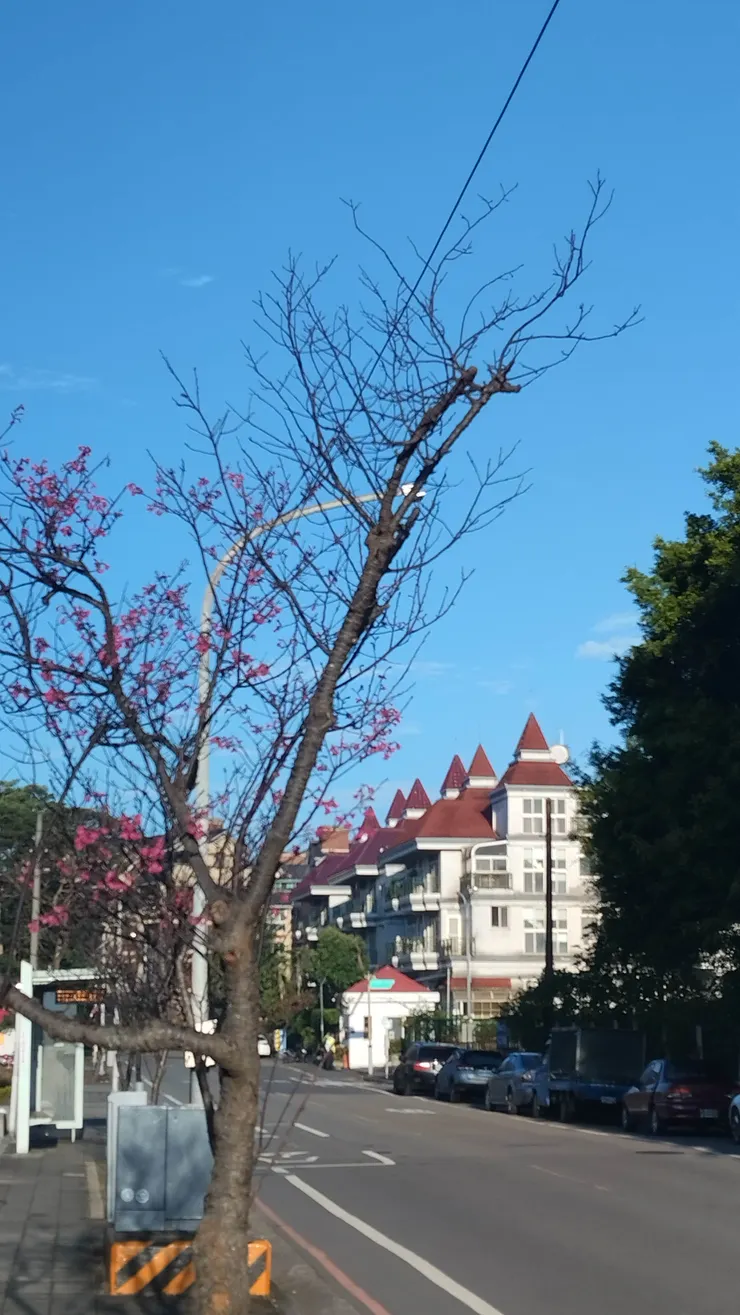 竹林山寺旁的櫻花路樹