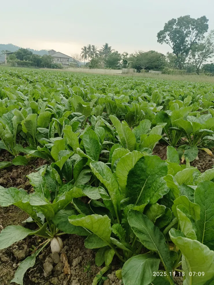 白玉蘿蔔，自拍攝