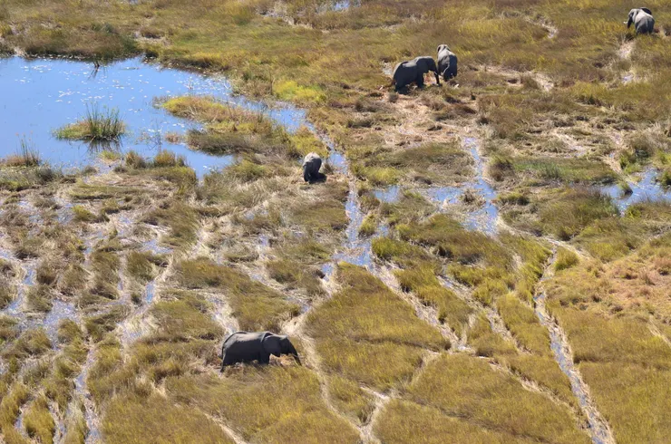 空中拍到大象族群