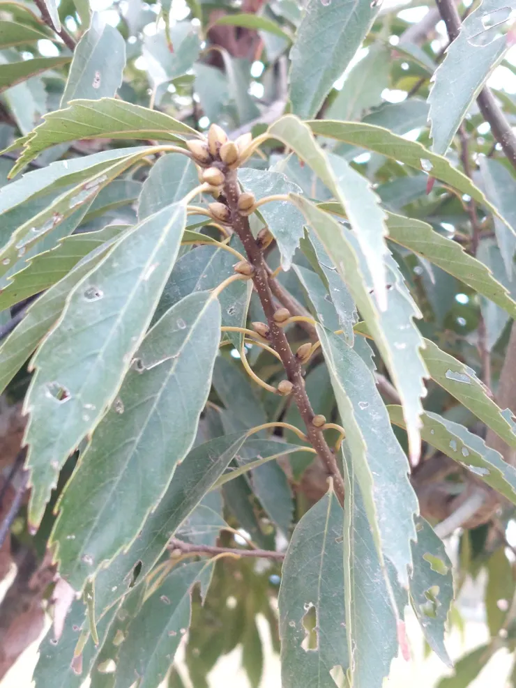 十二月底的青剛櫟枝頭，長得像花苞的東西其實是葉芽