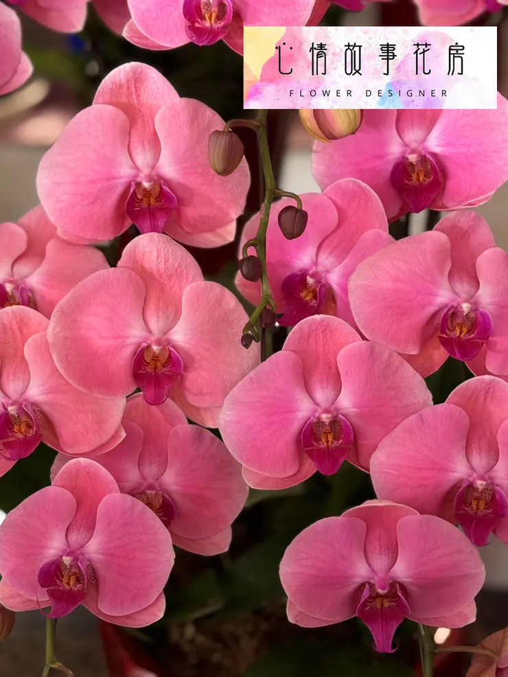 台南少數使用「出口等級蘭花」的花店｜重要場合送禮，一定要知道心情故事花房