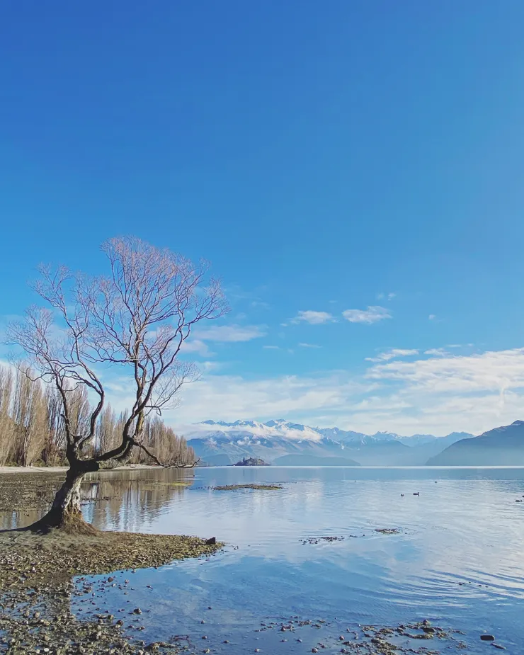 全紐西蘭最有名的一棵樹：Wanaka lonely tree