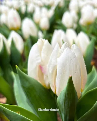 象徵內在力量與自我價值的植物影像，提醒在關係中溫柔地愛自己