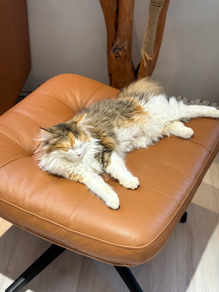 貓境|睡翻貓貓+1