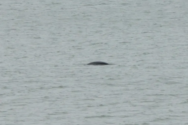 回家驚喜發現一張寬脊側身照