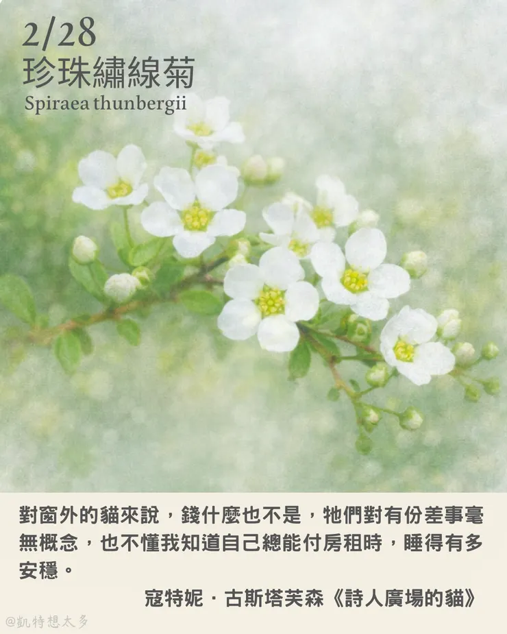 2 月 28日｜珍珠繡線菊×寇特妮．古斯塔芙森《詩人廣場的貓》