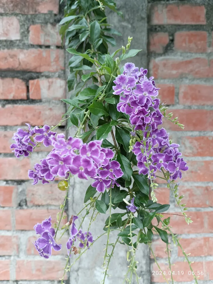 金露華，自拍攝