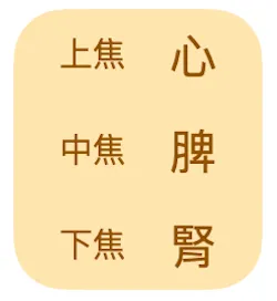 中醫看「陽虛」，主要跟：心、脾、腎，三臟相關