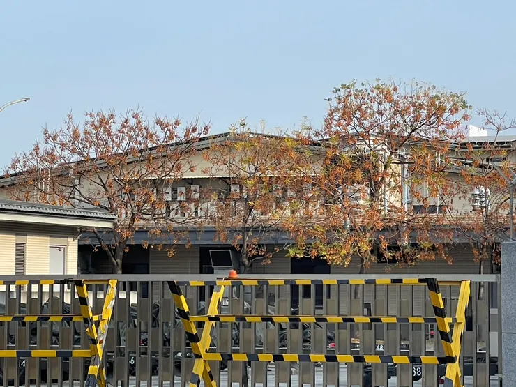 苦苓樹探出圍牆橙黃一片