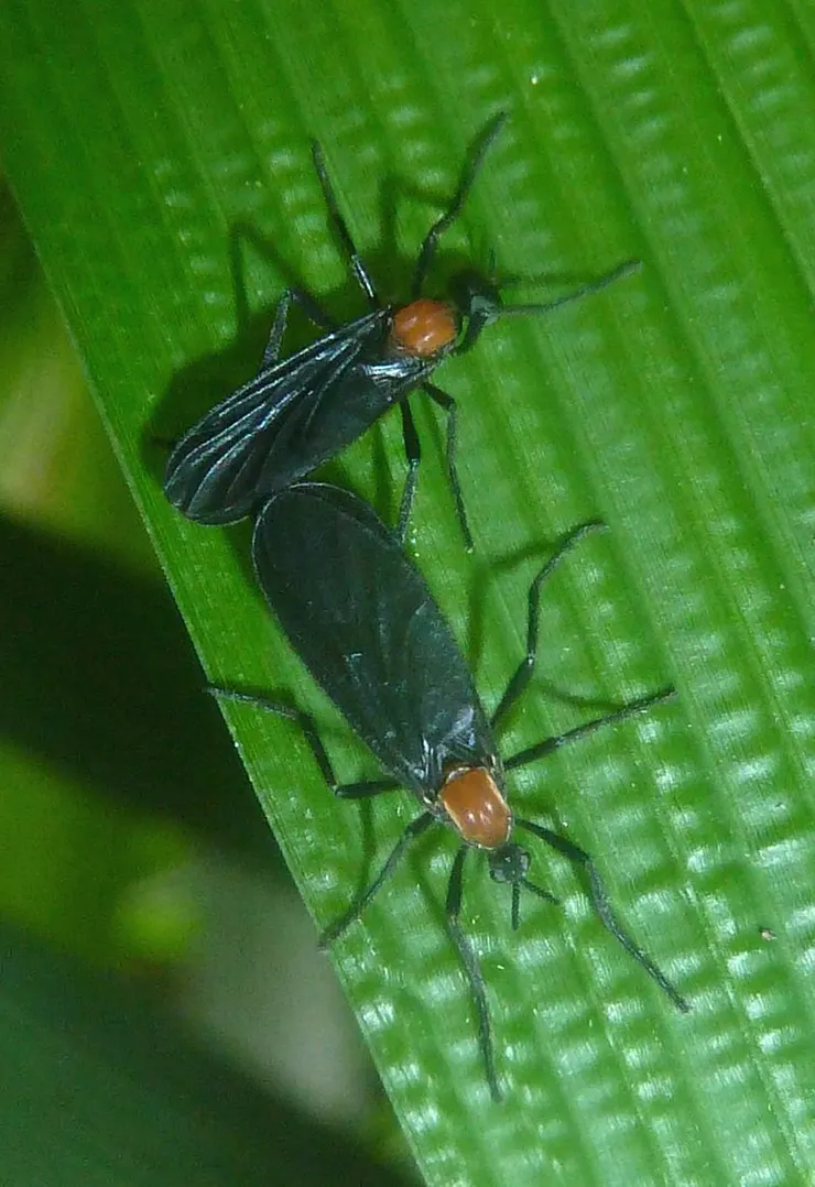 長鋏毛蚋,因為總是成對飛行,所以得到「愛情蟲」的稱號。By JMK - Own work, CC BY-SA 4.0