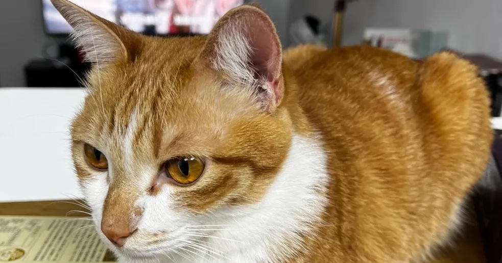 伊娜公國駐台辦事處