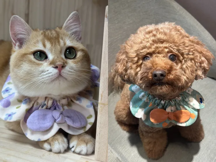 圖說：尾巴丘「春之花圈領巾」採立體花瓣剪裁與鬆緊穿脫設計，兼顧佩戴舒適度，無論是貓狗都能輕鬆駕馭。（資料來源：尾巴丘毛孩選物）