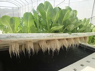 圖片取自於農業部臺南區農業改良場〈魚菜共生系統正夯， 臺南區農改場26日辦技術觀摩會〉