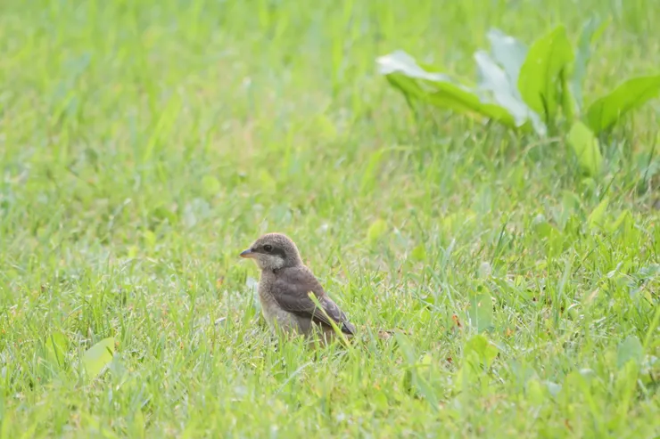 隨處可見的伯勞幼鳥