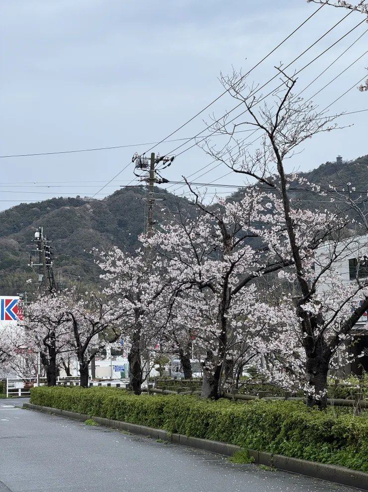 鬼太郎街道旁也有一整排櫻花