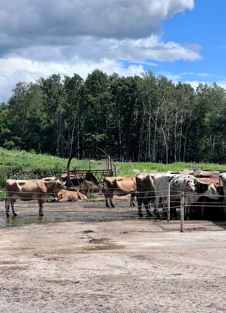 牛舍就在販賣區外面，可以看到牠們悠哉晃來晃去