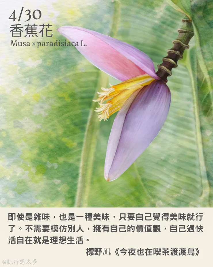 香蕉花×標野凪《今夜也在喫茶渡渡鳥》