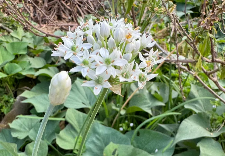 韭菜的花白色搭配黃色，很淡雅。