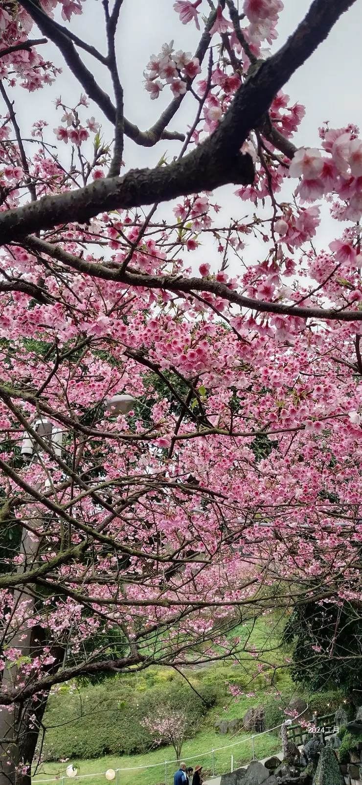 縱使陰天也蠻好