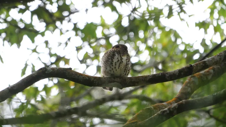 後腦的假眼圖案