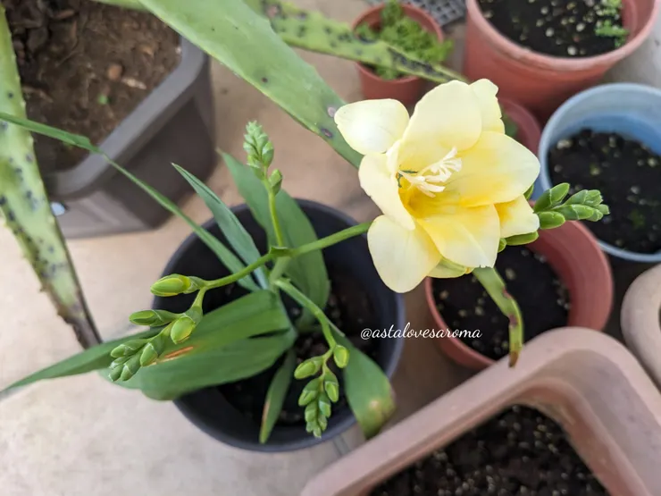  【Lucca】第一朵花 攝於 2026.1.5