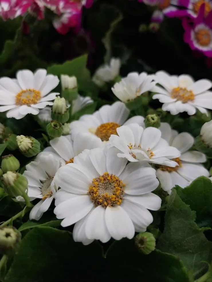 瓜葉菊Pericallis hybrida