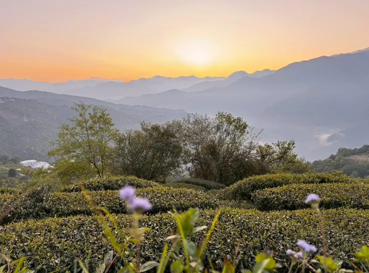 茶園在山霧與夕陽的襯托下,宛如仙境