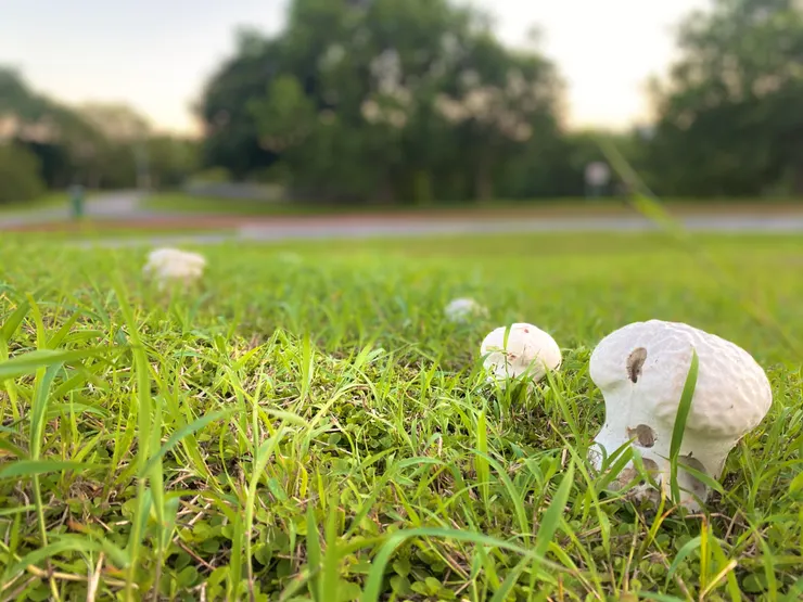 雨後的公園冒出了朵朵蘑菇，看似無害的有毒物種