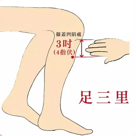 足三里穴