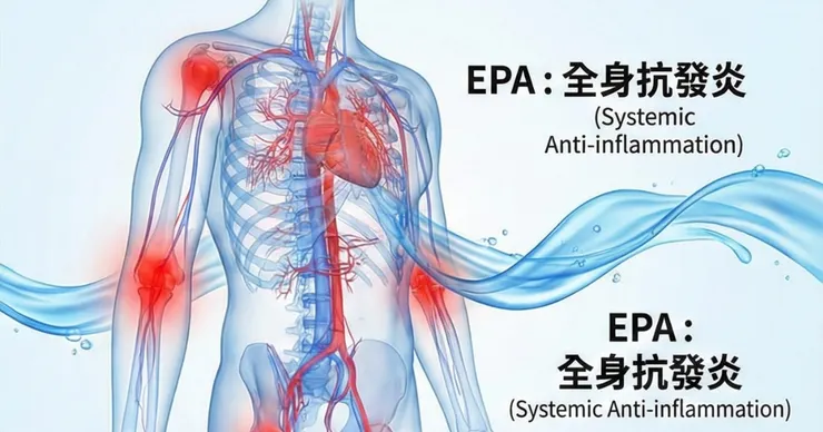 EPA 機制 EPA競爭性抑制，從源頭阻斷全身慢性發炎