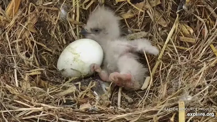圖片來源：explore.org 官網 / 白頭海雕幼鳥