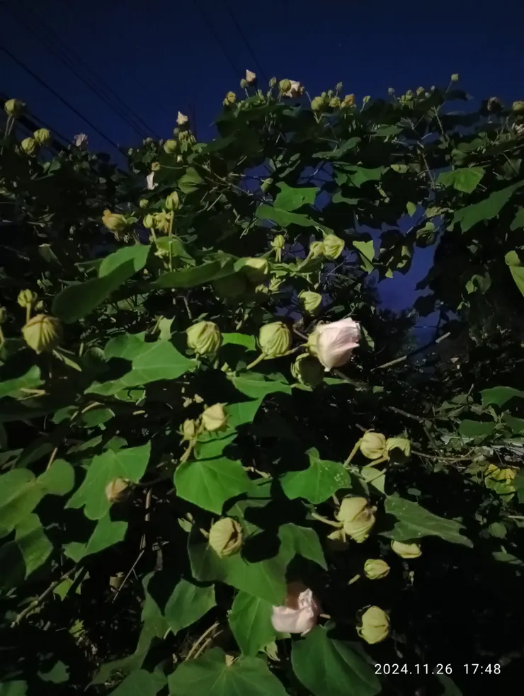 登觀照山下來天昏地暗，山芙蓉已三醉不等我辭別，自拍攝