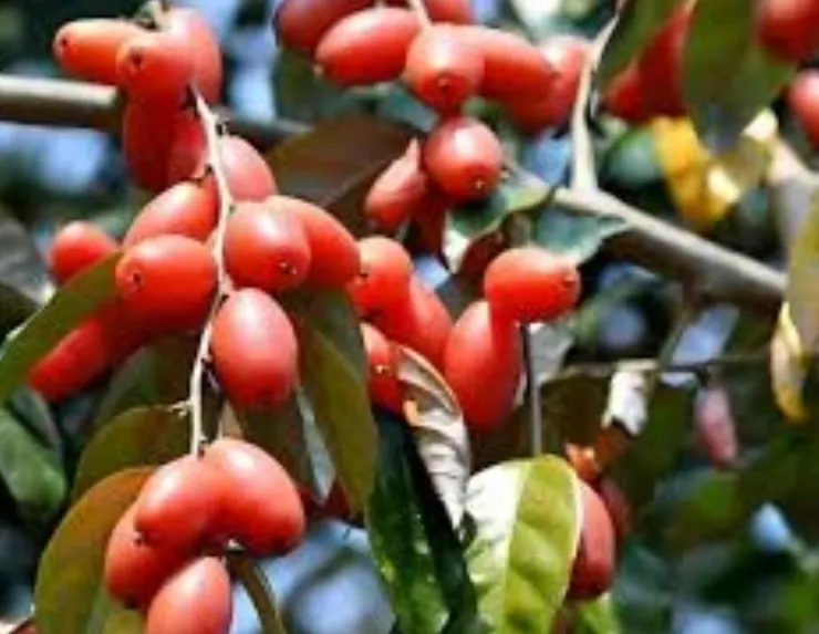 羊奶奶果 (Elaeagnus conferta)