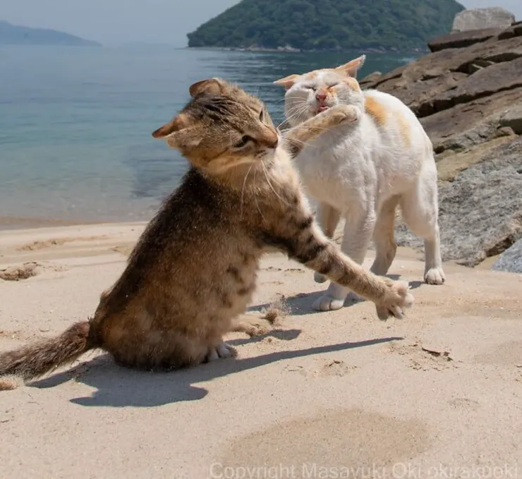 大木正幸 Masayuki Oki 作品