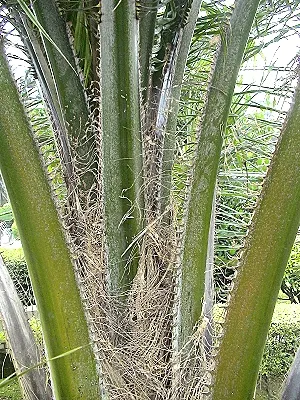 src