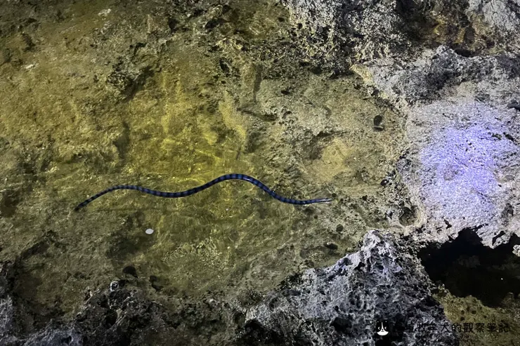 回到海裡的海蛇，快速的溜走了