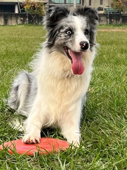 這隻邊境牧羊犬的父母一隻毛色為黑白一隻為黑白隕石色。圖/作者攝