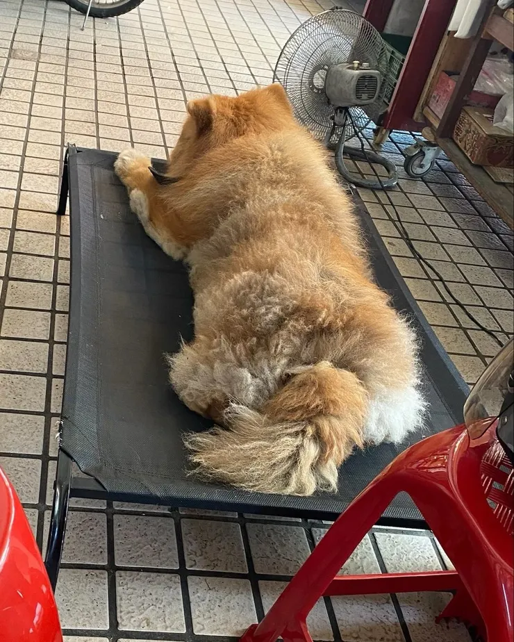 店家養的狗勾！