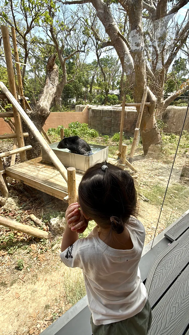 壽山動物園-超近距離台灣黑熊