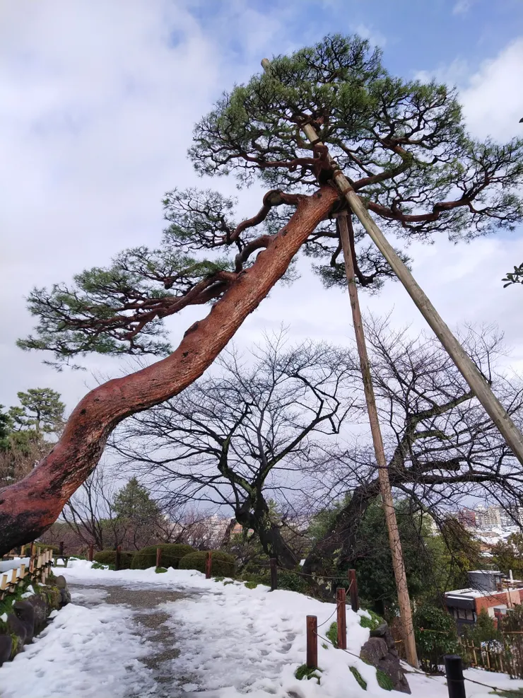 這棵數百年的樹在一點點的白雲下更顯得有形