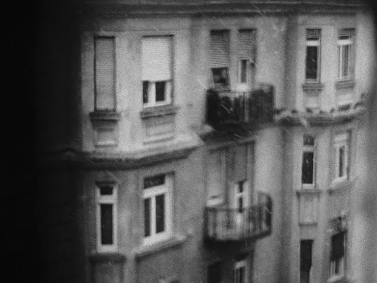 Usambara Violet (2020)