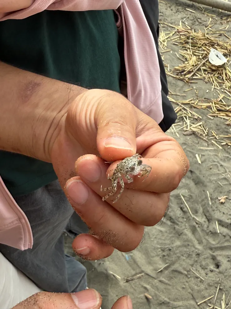 拍攝於2025/07/28 螃蟹冒泡泡