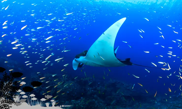 Manta Ray