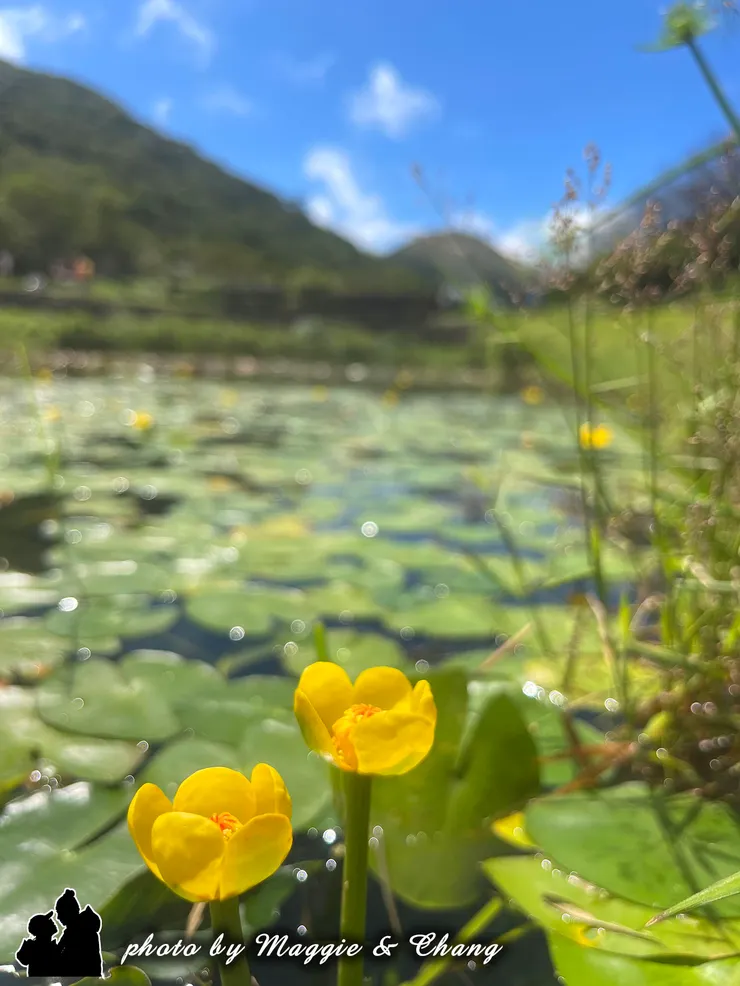 山景與水景的完美結合!兩朵可愛的金黃色水金英,在陽光下對著鏡頭微笑。充滿活力的夏日美好!