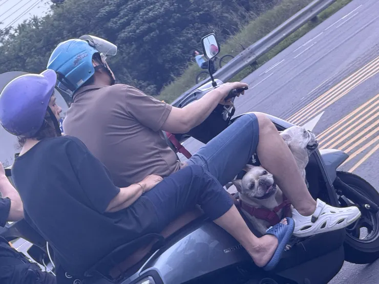 2026/04/11 路上停紅燈看到的狗狗