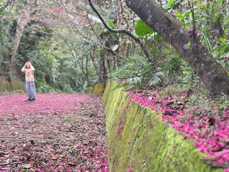 橫山大崎棟櫻花步道