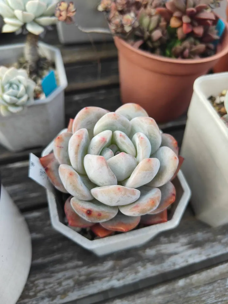 雪天使需要更多的日照才會變成粉紅色