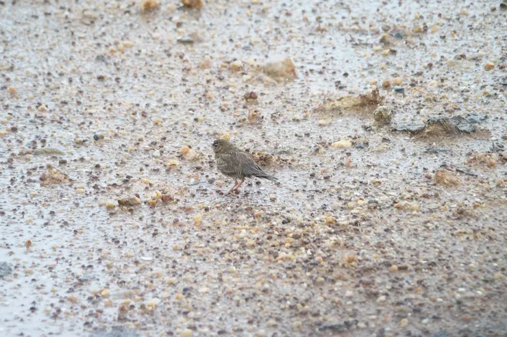 錯眼以爲是麻雀，其實是Ashy-crowned Finch-lark