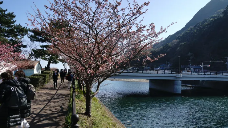 日本賞櫻祕境：河津櫻花隧道之旅之2025年3月10日河津站賞櫻