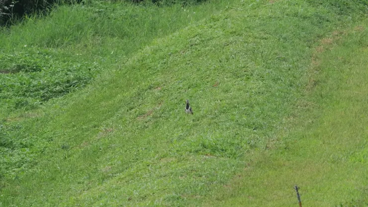 處處也是肉垂麥雞